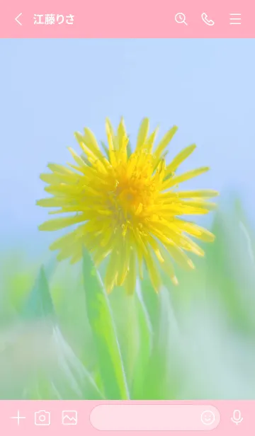 [LINE着せ替え] Dandelion Photo #4-2 Not AIの画像2