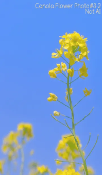 [LINE着せ替え] Canola Flower Photo #3-2 Not AIの画像1