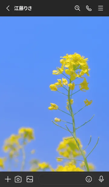 [LINE着せ替え] Canola Flower Photo #3-2 Not AIの画像2