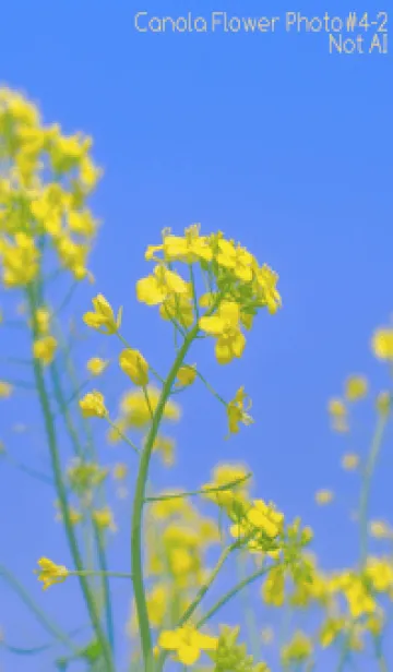 [LINE着せ替え] Canola Flower Photo #4-2 Not AIの画像1