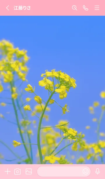 [LINE着せ替え] Canola Flower Photo #4-2 Not AIの画像2