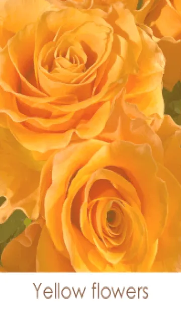 [LINE着せ替え] Yellow flowers-hisatoto 5の画像1