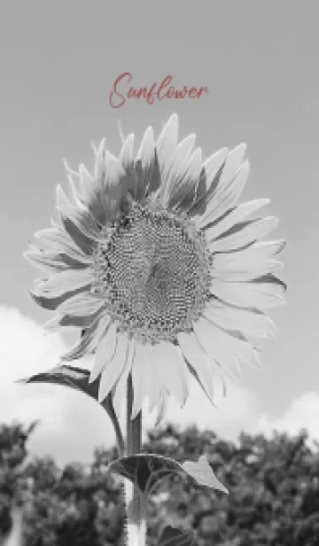 [LINE着せ替え] monochrome photograph...12の画像1