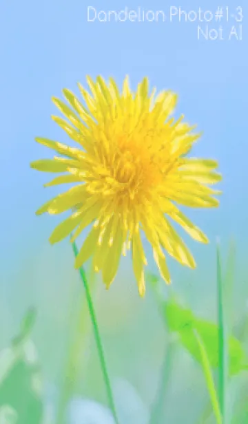 [LINE着せ替え] Dandelion Photo #1-3 Not AIの画像1