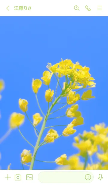 [LINE着せ替え] Canola Flower Photo #1-3 Not AIの画像2