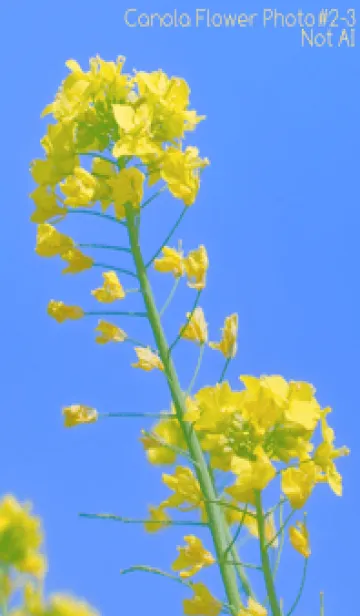 [LINE着せ替え] Canola Flower Photo #2-3 Not AIの画像1