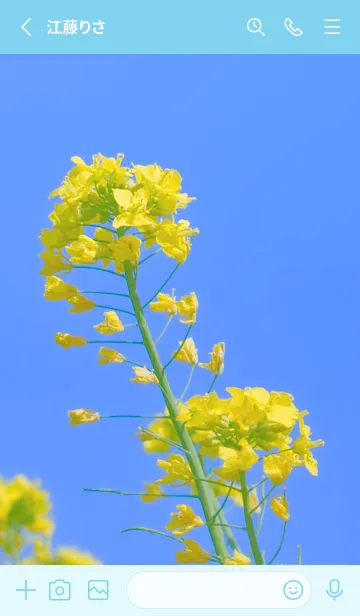 [LINE着せ替え] Canola Flower Photo #2-3 Not AIの画像2