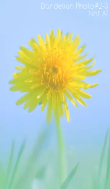 [LINE着せ替え] Dandelion Photo #2-3 Not AIの画像1