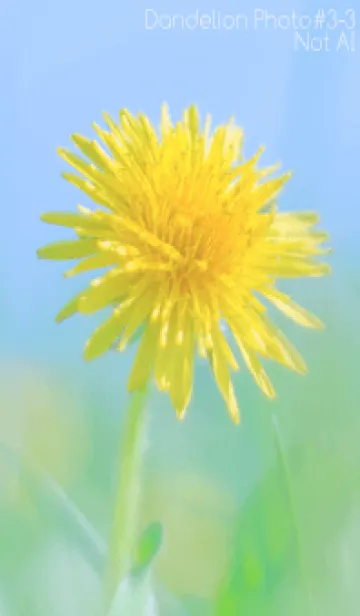 [LINE着せ替え] Dandelion Photo #3-3 Not AIの画像1