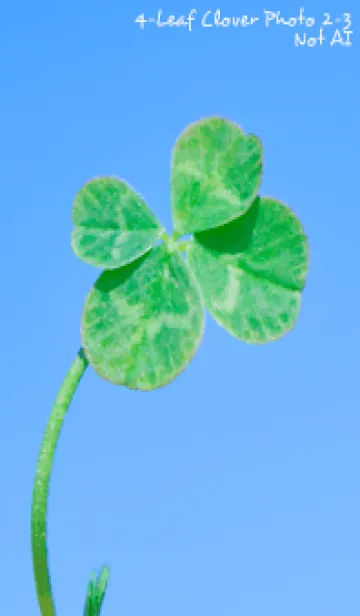 [LINE着せ替え] 四つ葉のクローバー Photo #2-3 Not AIの画像1