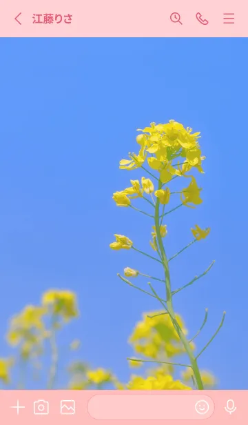 [LINE着せ替え] Canola Flower Photo #3-3 Not AIの画像2