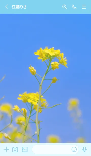 [LINE着せ替え] Canola Flower Photo #5-3 Not AIの画像2